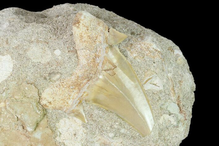 Otodus Shark Tooth Fossil in Rock - Eocene #139860